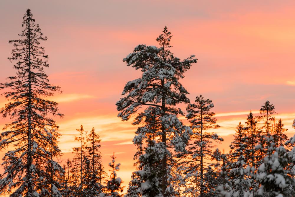 Winter sunset in Old forest from Norway Oslo Nordmarka Oppkuven-Smeddalen naturreservat