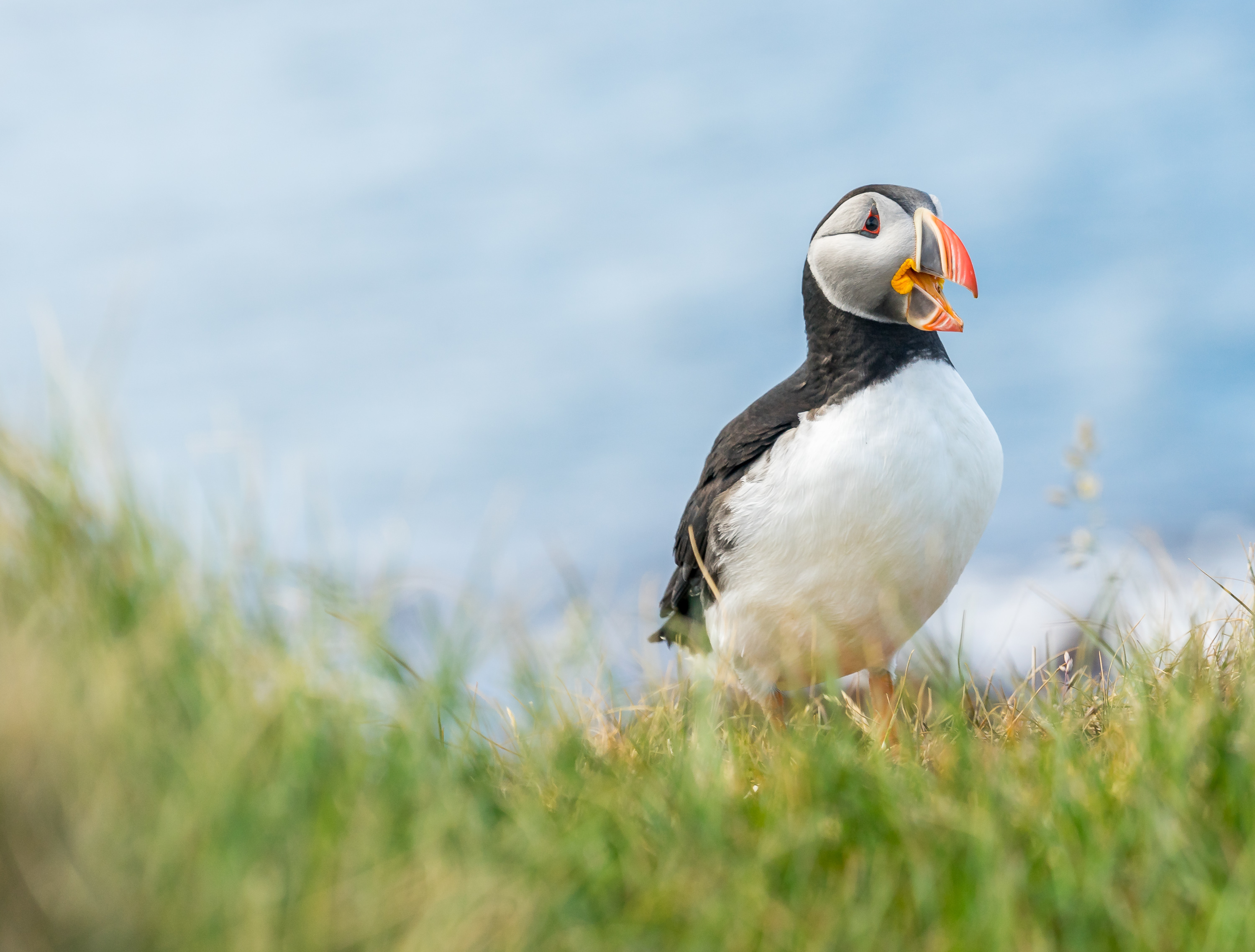 Puffin from Iceland West Fjords