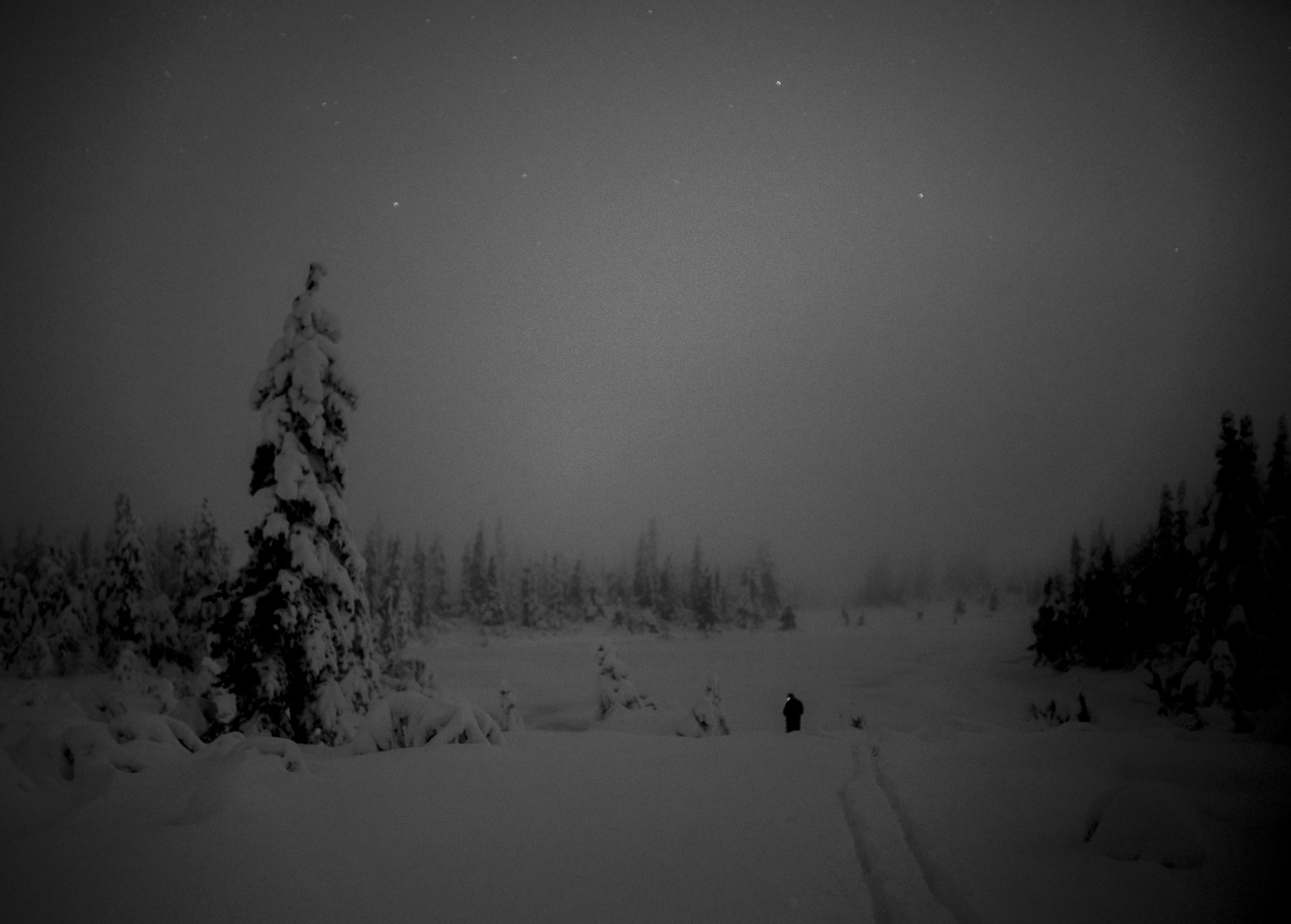 Quiet winter forest from Norway Skrim Skrim og Sauheradfjella naturreservat