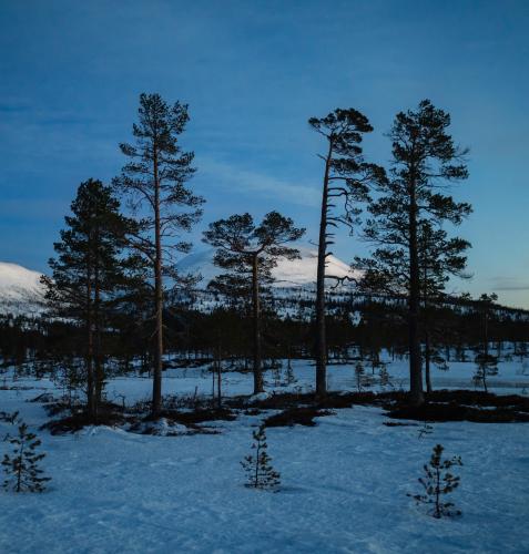 Winter evening from Norway Trøndelag Blåfjella-Skjækerfjella National Park